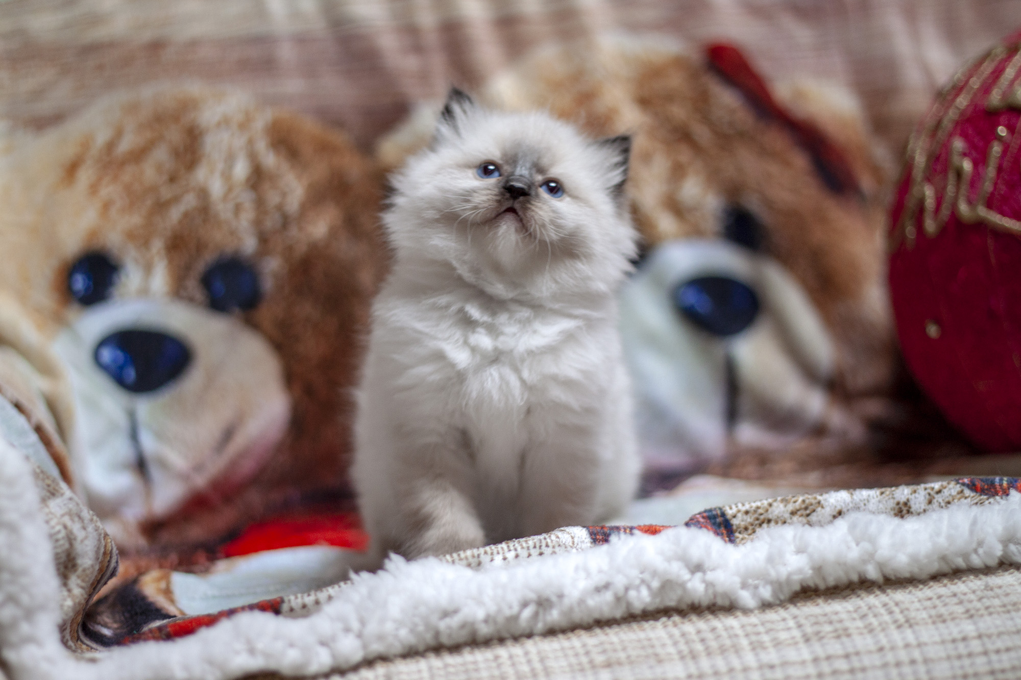 Come accogliere il tuo primo cucciolo